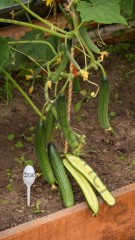 Огурец СОЛТИС F1 цв.п 5шт Партнёр