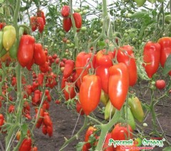 Томат Корнабель F1 цв.п 3шт НК Русский Огород