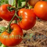 Томат Кумир цв.п 10шт Медведев
