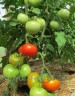 Томат Кумир цв.п 10шт Медведев