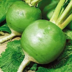 Редька Маргеланская мет.п 1гр Аэлита