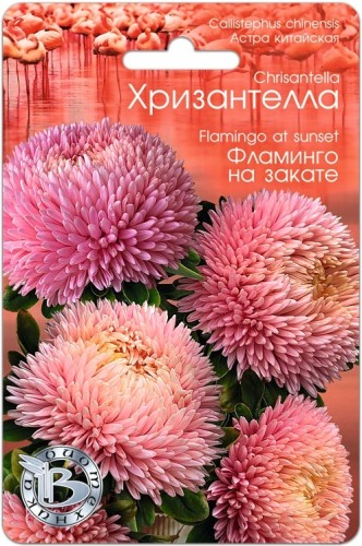 Хризантелла - Астра китайская Фламинго На Закате цв.п 30шт Биотехника