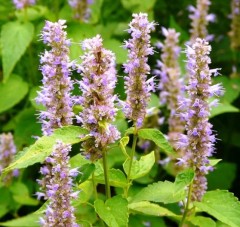 Лофант Анисовый Франт цв.п 0,3гр Гавриш