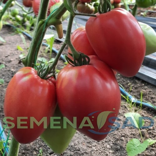 Томат Сердце Италии цв.п 10шт Медведев