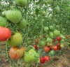 Томат Сердце Италии цв.п 10шт Медведев