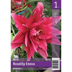 Лилия Roselily Елена Лилия восточная махровая Colorline