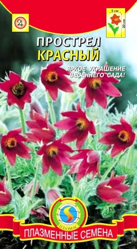 Прострел Красный цв.п 10шт Плазменные Семена