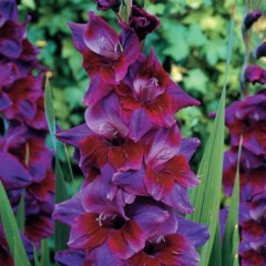 Гладиолус Алфафа 8лук. Colorline