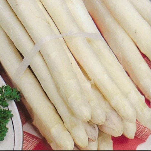 Спаржа Аржентельская Белая цв.п 1гр НК Русский Огород