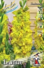 Гладиолус Блитц 8лук. Colorline