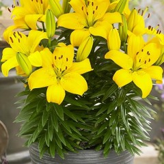 Лилия Илзе азиатская горшечная низкорослая Colorline