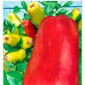 Перец Сибирский Салют цв.п 15шт Сибирский Сад