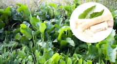 Хрен Гатчинский цв.п 0,3гр Аэлита