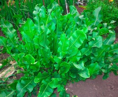 Хрен Гатчинский цв.п 0,3гр Аэлита