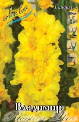 Гладиолус Владимир 8лук. Colorline