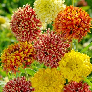 Гайлардия однолетняя